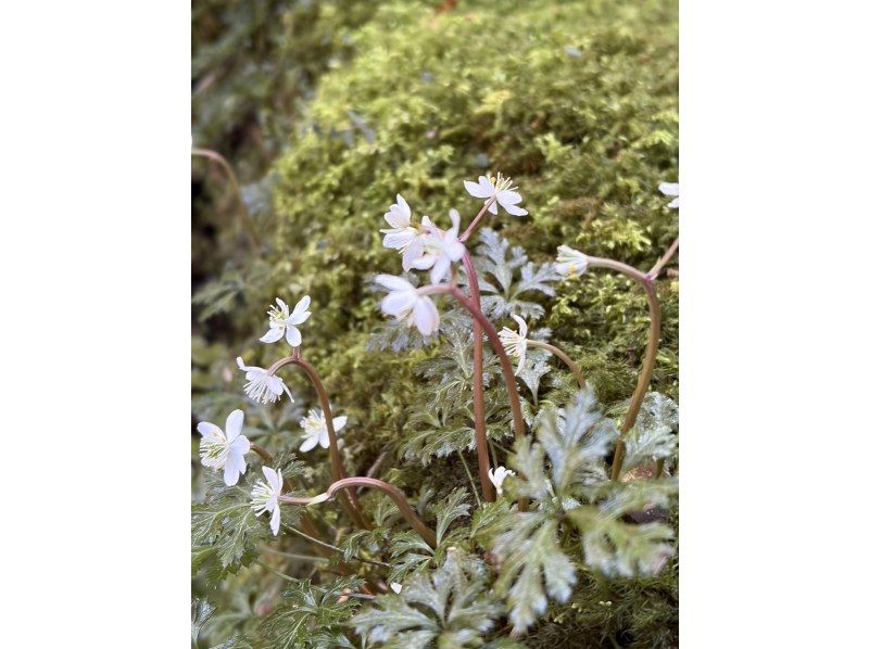 Yamakara屋久島 のギャラリー