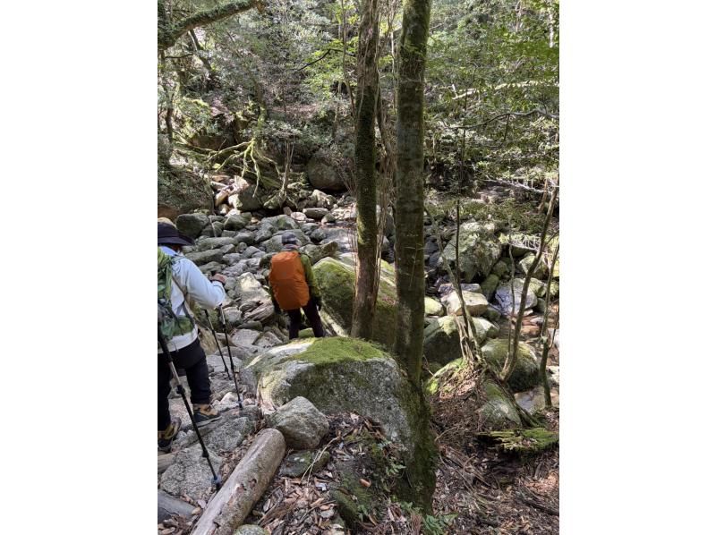 Yamakara屋久島 のギャラリー