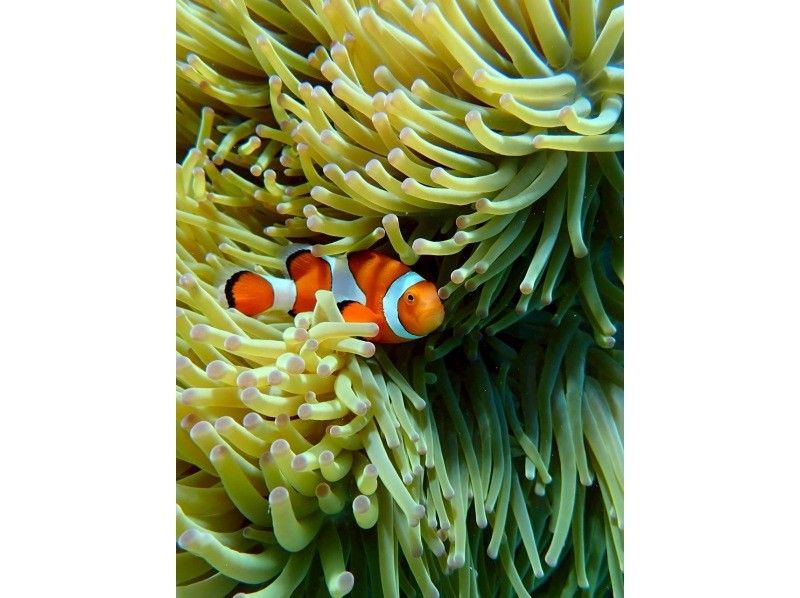 Polepolemarine385 のギャラリー