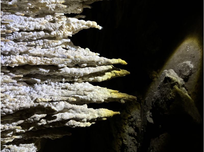 石垣島　ウミガメシュノーケル　マリンショップHAPPY のギャラリー