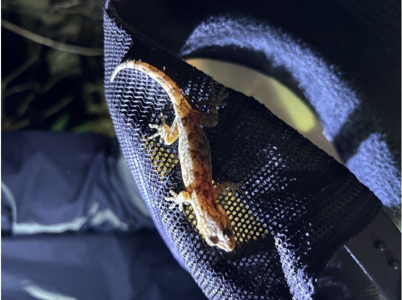 石垣島　ウミガメシュノーケル　マリンショップHAPPY のギャラリー