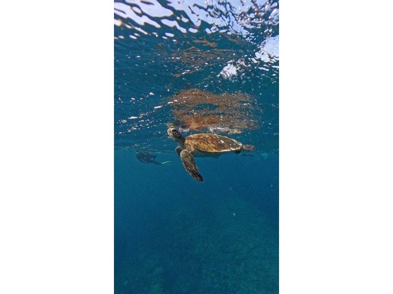 LOUTRE ISHIGAKI（ルートルイシガキ） のギャラリー