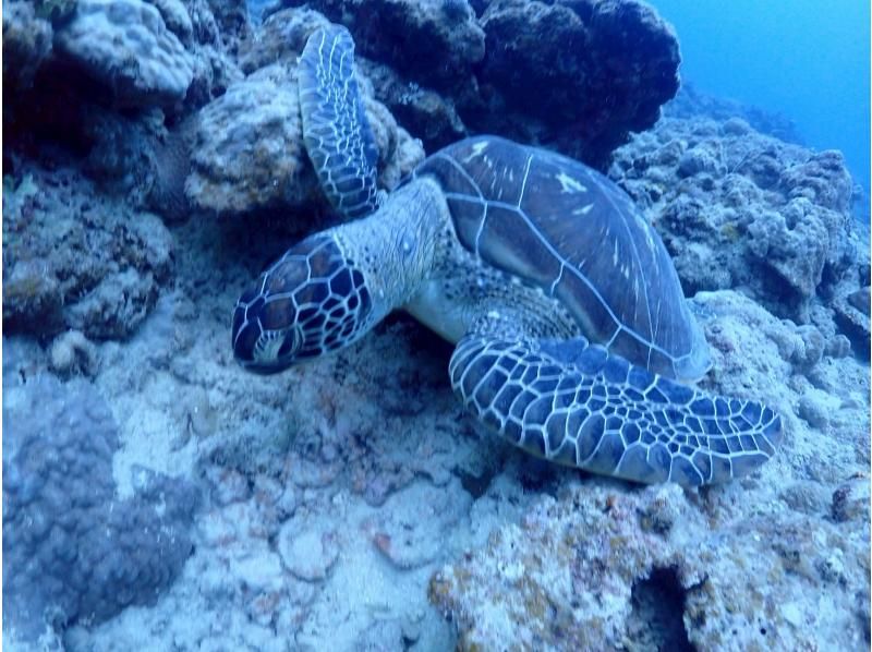 海遊びネジ のギャラリー