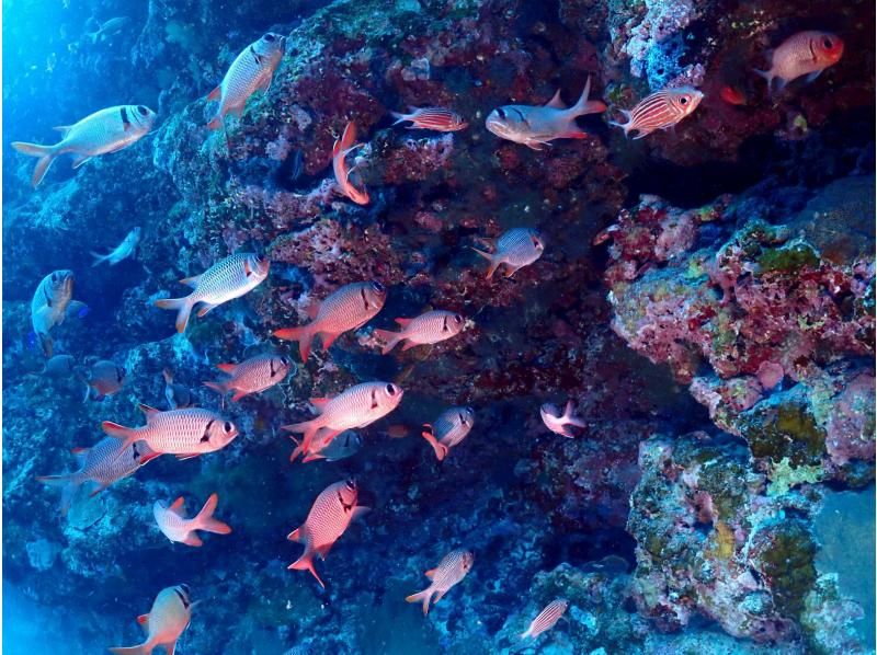 海遊びネジ のギャラリー