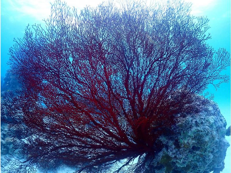 海遊びネジ のギャラリー