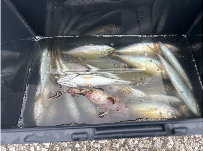 第２鴨下丸 のギャラリー