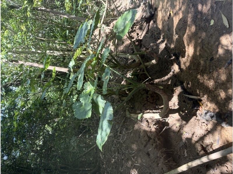 sound kayak のギャラリー