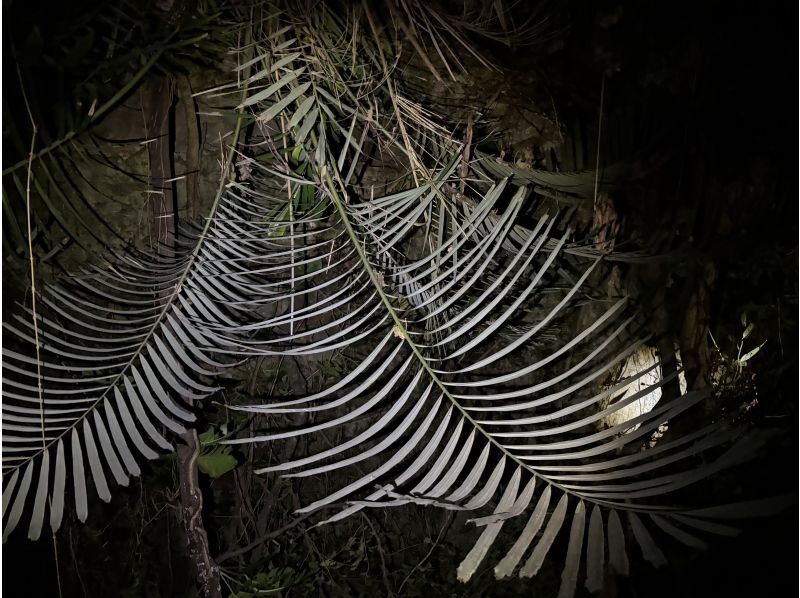 SUNSHINE MARIN 宮古島 のギャラリー