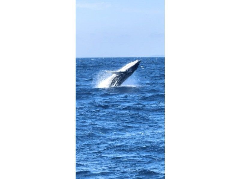 沖縄ダイビングショップ　アイランドメッセージ のギャラリー