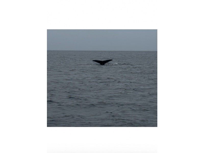 沖縄ダイビングショップ　アイランドメッセージ のギャラリー