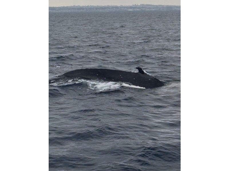 沖縄ダイビングショップ　アイランドメッセージ のギャラリー