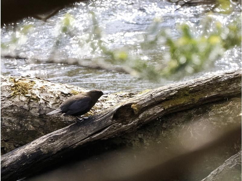 株式会社日光自然博物館 のギャラリー