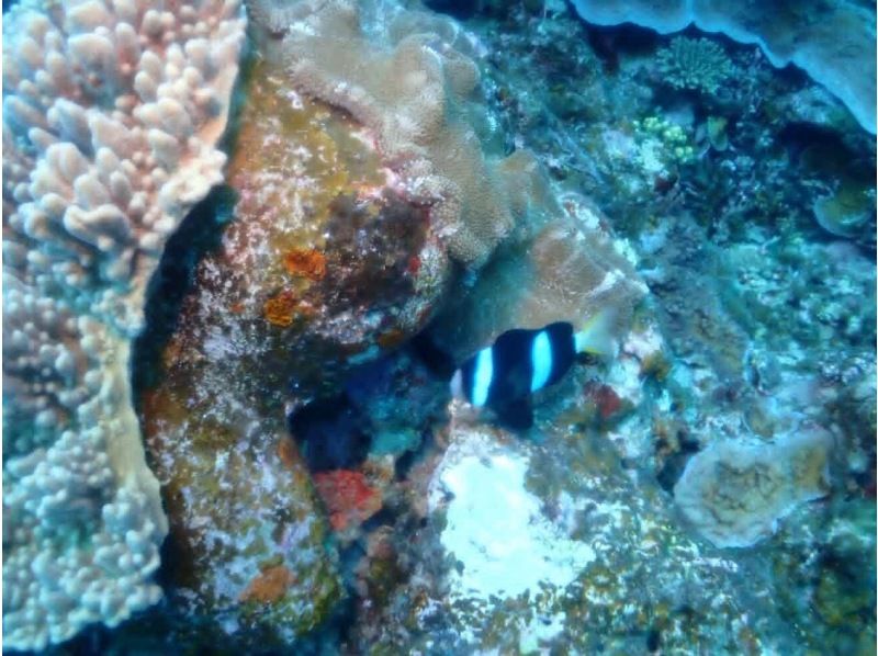 BUKU2 DIVERS のギャラリー