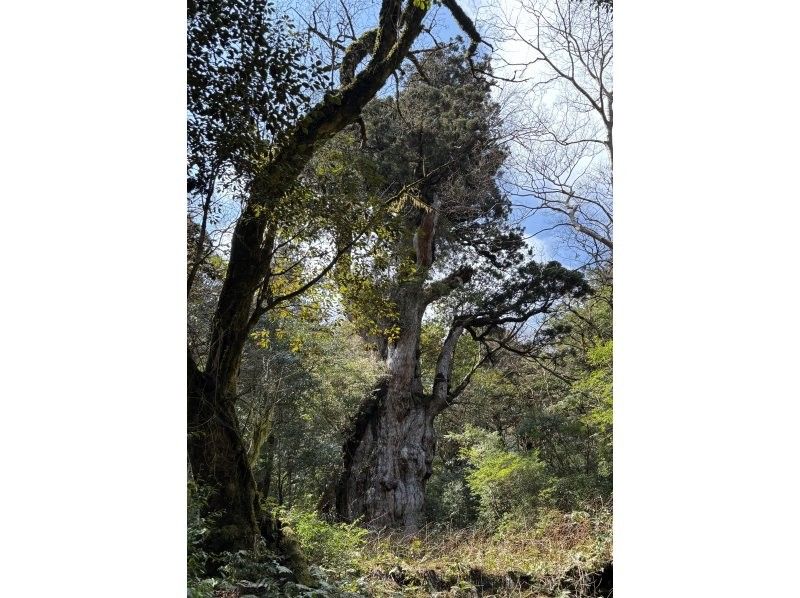 Yamakara屋久島 のギャラリー