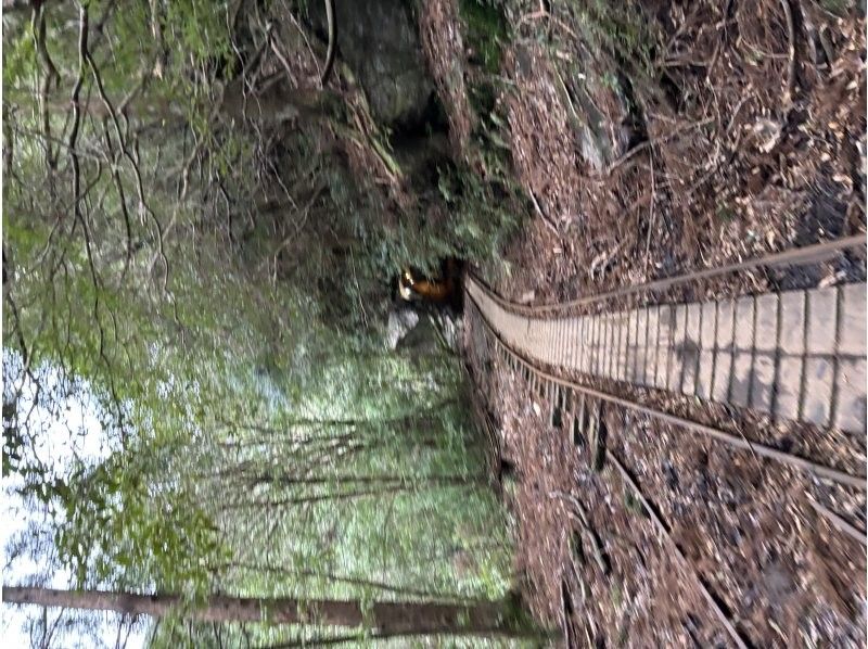 Yamakara屋久島 のギャラリー