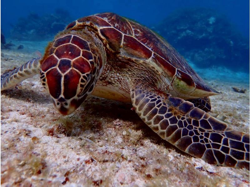 Polepolemarine385 のギャラリー