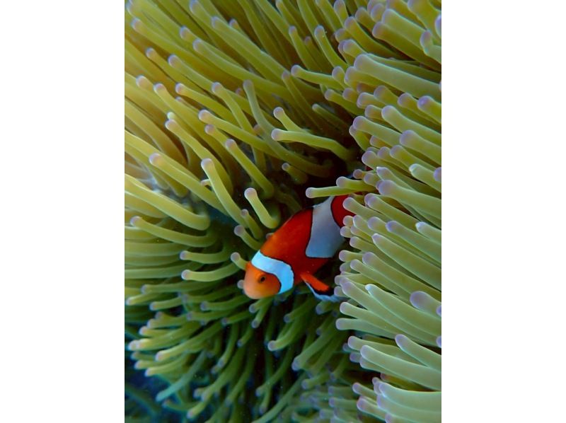 Polepolemarine385 のギャラリー