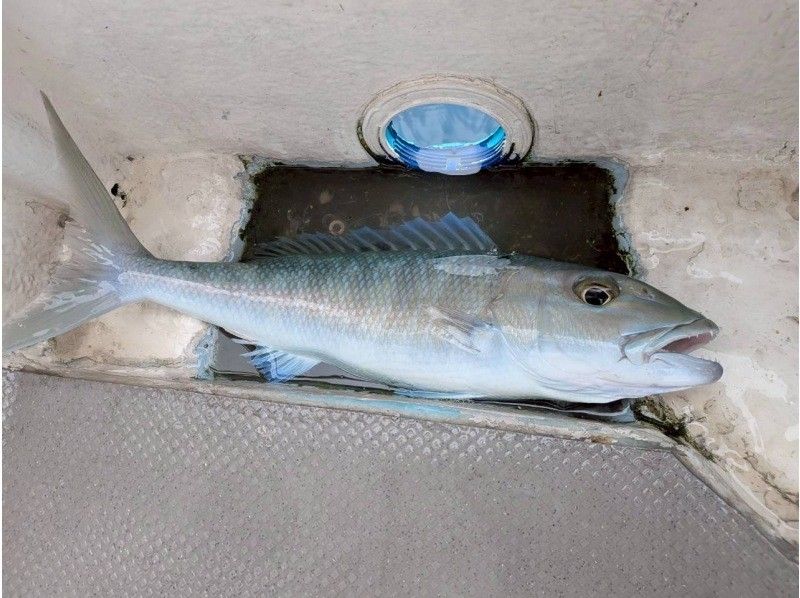 初心者専門釣り船フィッシュソング のギャラリー