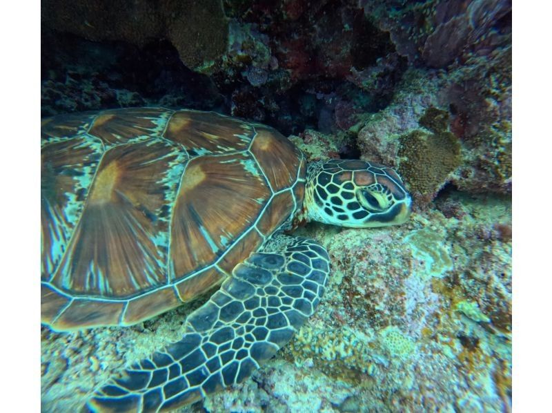 Tomorl のギャラリー