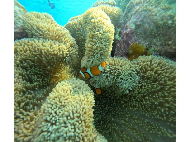 OCEAN LIFE のギャラリー