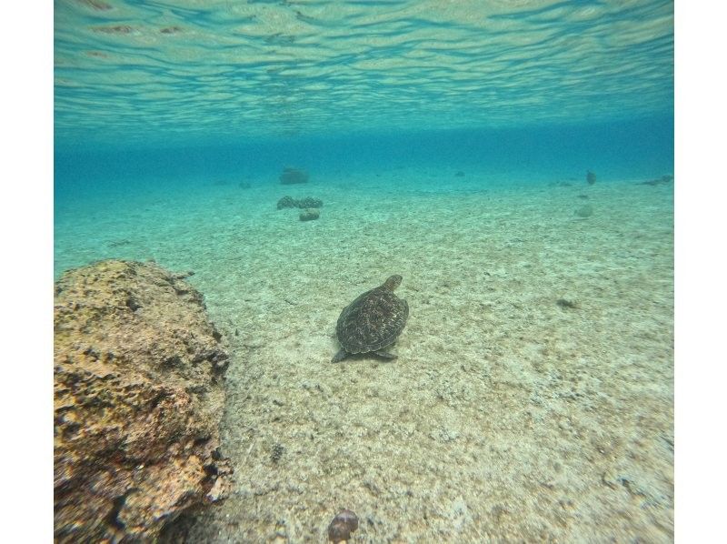 OCEAN LIFE のギャラリー