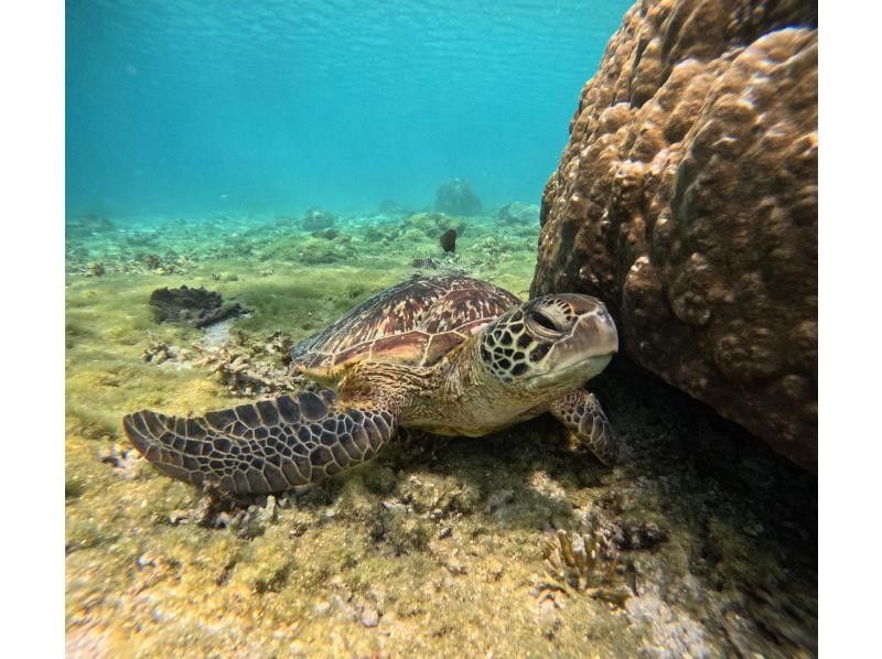 OCEAN LIFE のギャラリー