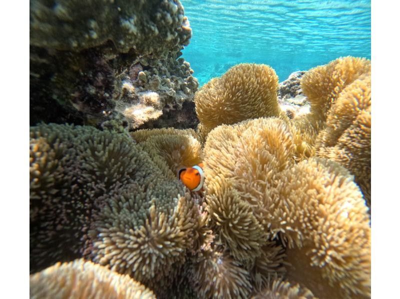 OCEAN LIFE のギャラリー