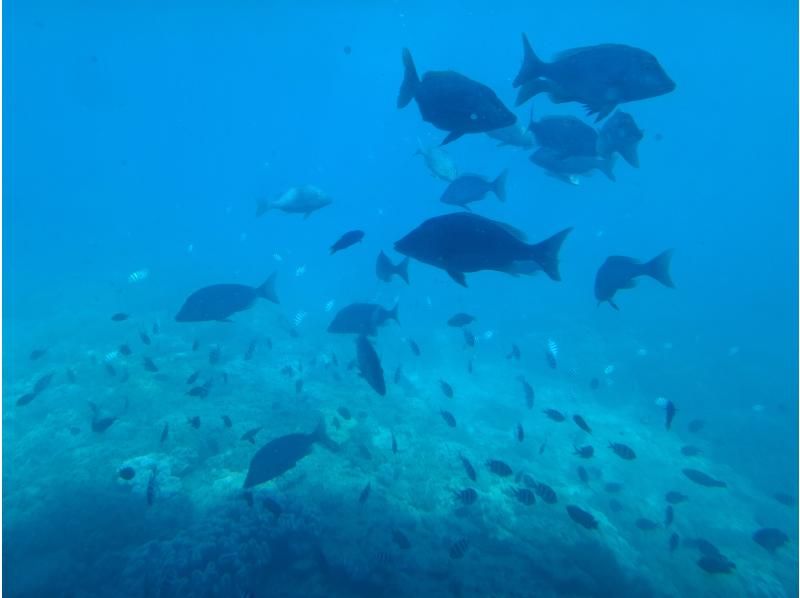 ウエストマリン のギャラリー