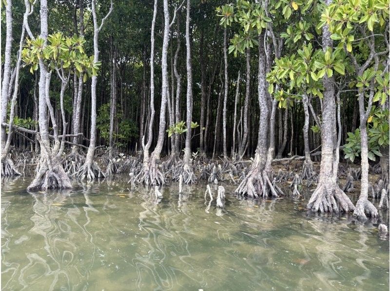 シーラバーズ沖縄 (SEALOVERS OKINAWA) のギャラリー