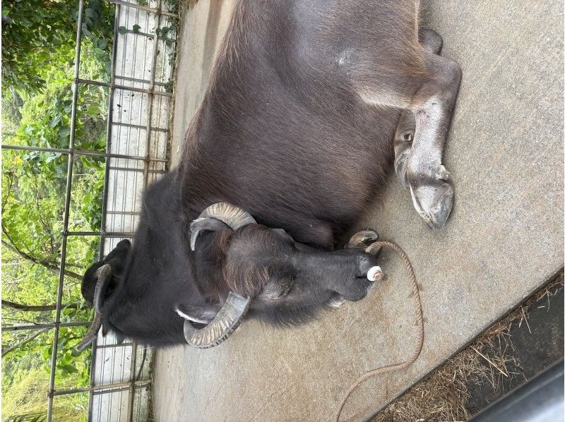 シーラバーズ沖縄 (SEALOVERS OKINAWA) のギャラリー