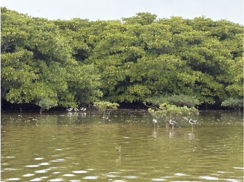 シーラバーズ沖縄 (SEALOVERS OKINAWA) のギャラリー