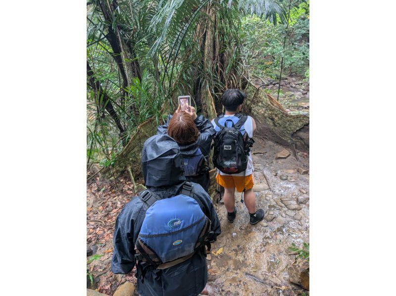 西表島カヌーツアー風車 のギャラリー