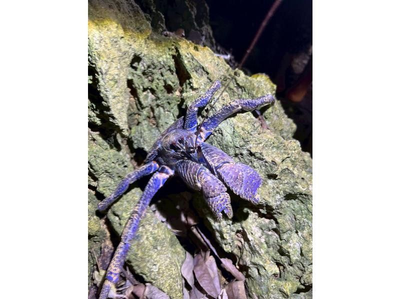 石垣島　ウミガメシュノーケル　マリンショップHAPPY のギャラリー