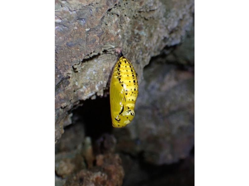 石垣島　ウミガメシュノーケル　マリンショップHAPPY のギャラリー