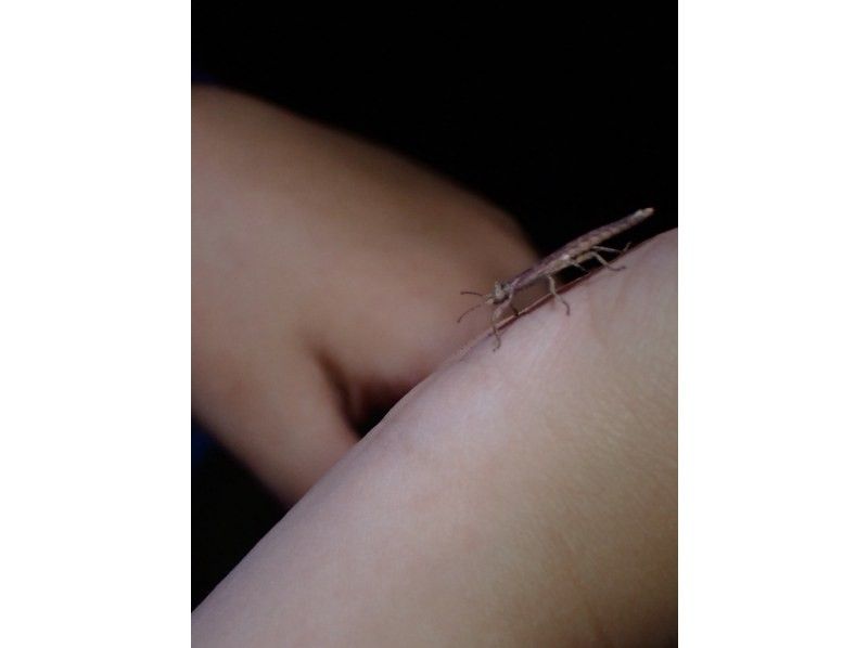 石垣島　ウミガメシュノーケル　マリンショップHAPPY のギャラリー