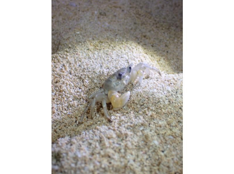 石垣島　ウミガメシュノーケル　マリンショップHAPPY のギャラリー