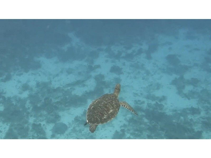 西表島 ADVENTURE PiPi（ピピ） のギャラリー