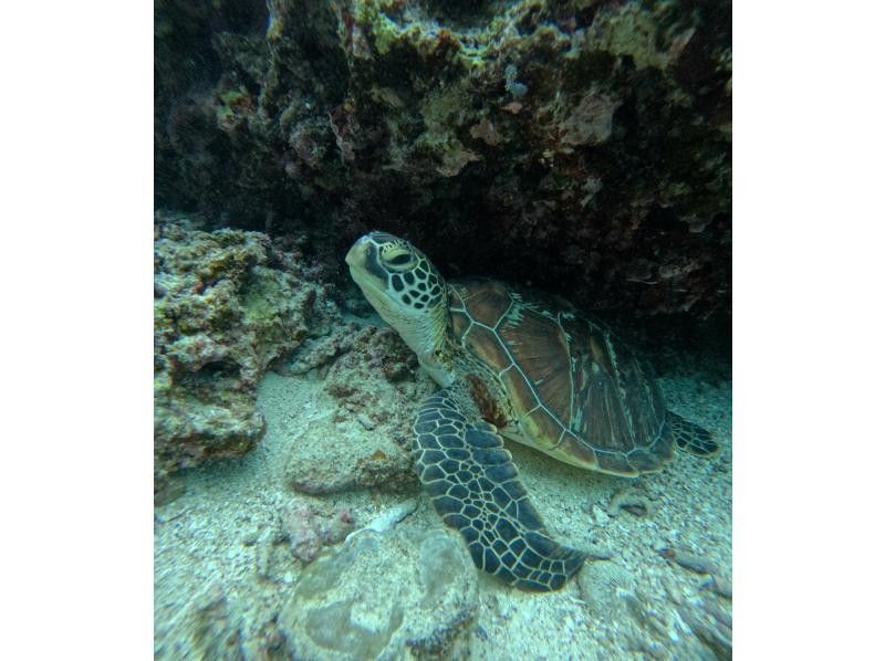 Tomorl のギャラリー