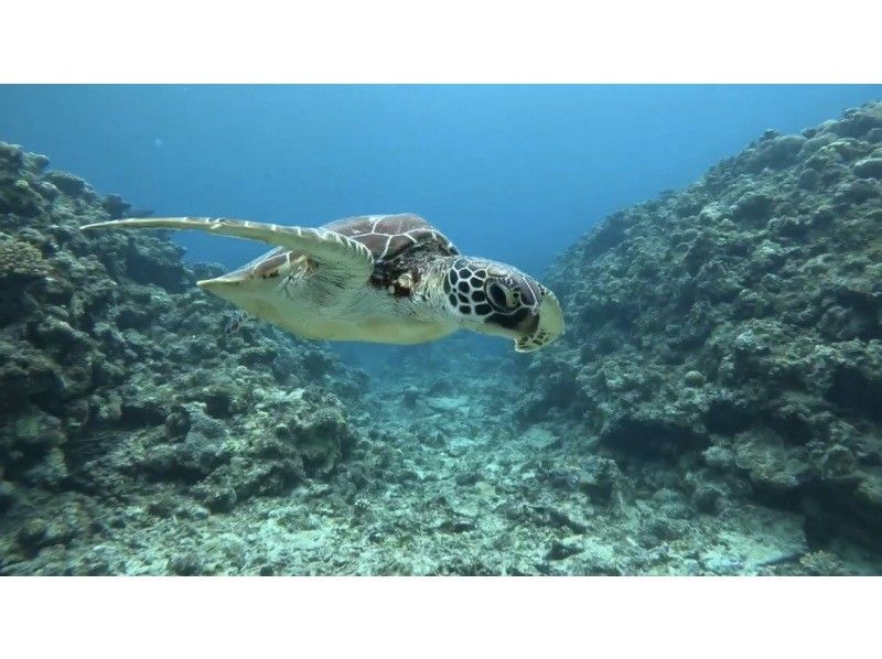 Tomorl のギャラリー