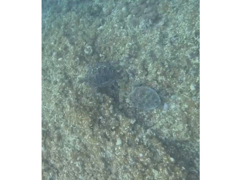 Tomorl のギャラリー