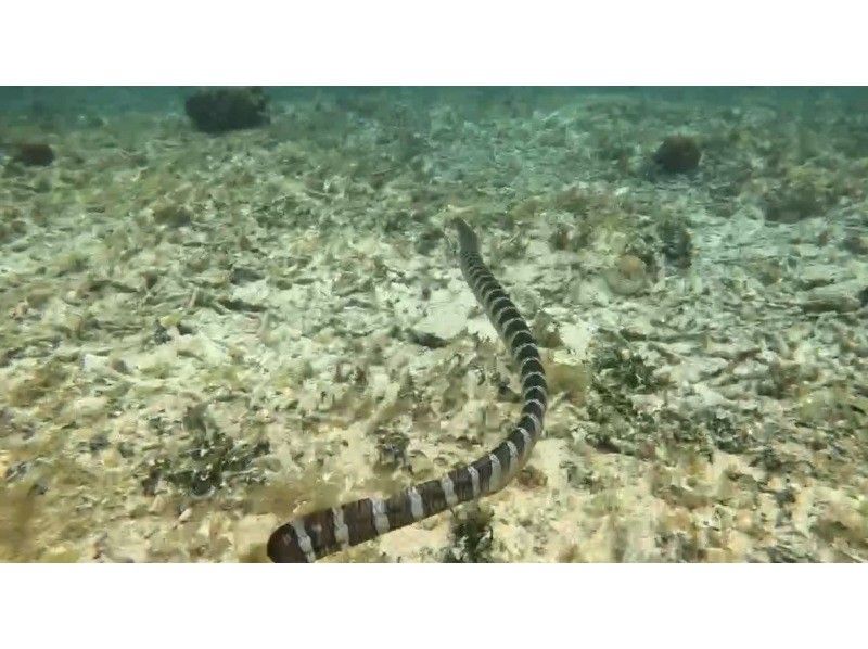 Tomorl のギャラリー