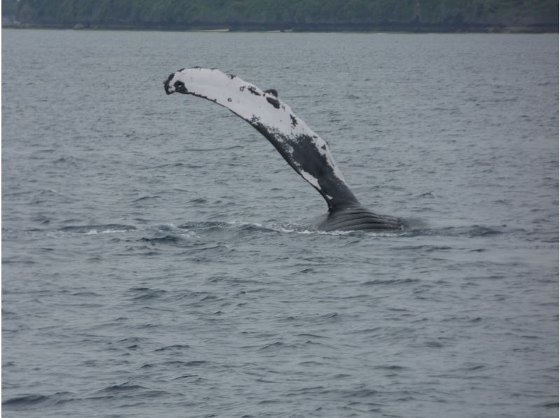 Sea World（シーワールド） のギャラリー
