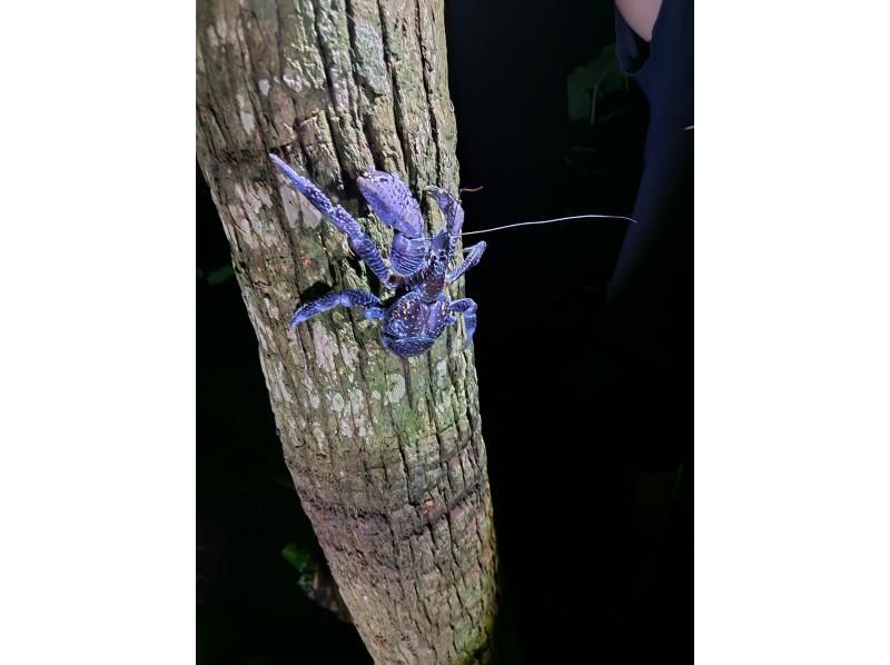 元気玉 のギャラリー