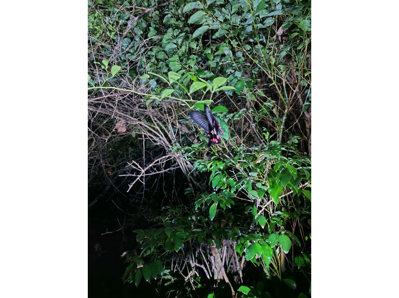 元気玉 のギャラリー