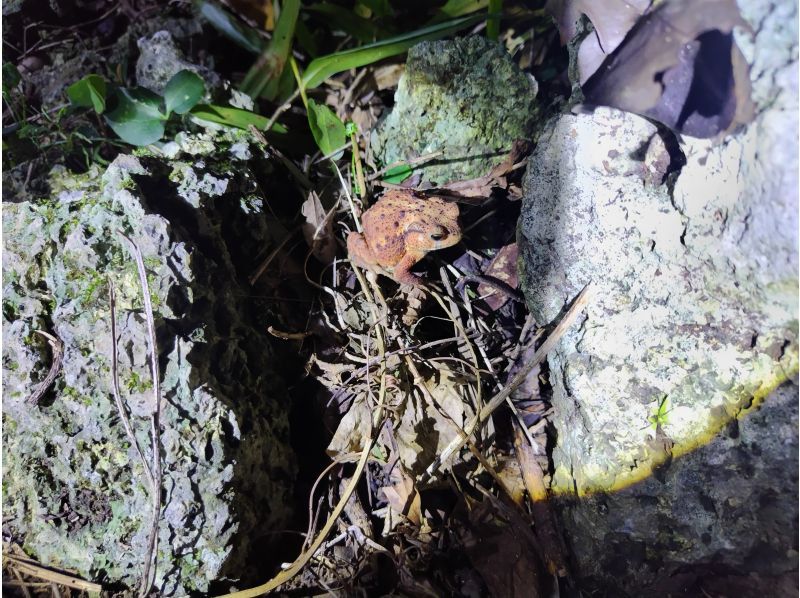 元気玉 のギャラリー