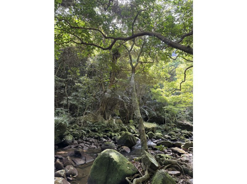 ブルーシーズン西表(BLUE SEASON IRIOMOTE) のギャラリー