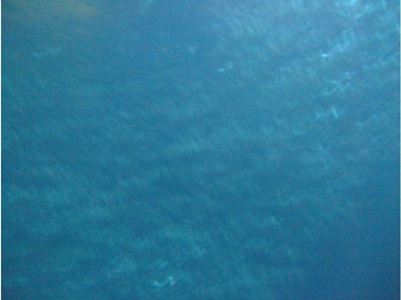 沖縄ダイビングショップシーモール のギャラリー