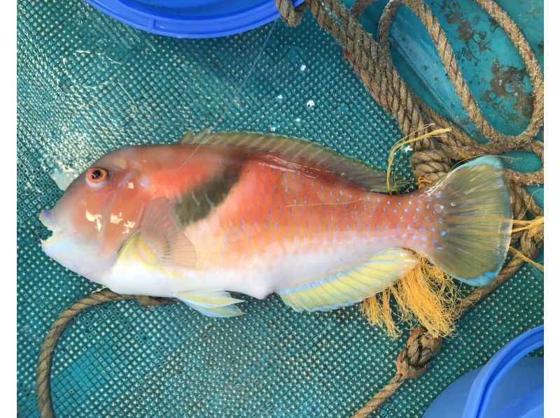 マリンワールド田辺(MARINE WORLD TANABE) のギャラリー