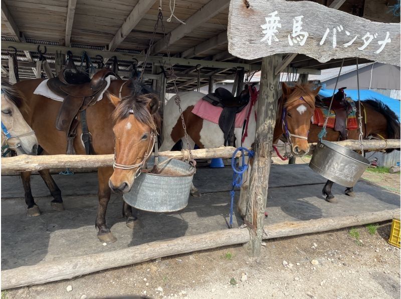 北日本乗馬サービスバンダナ のギャラリー