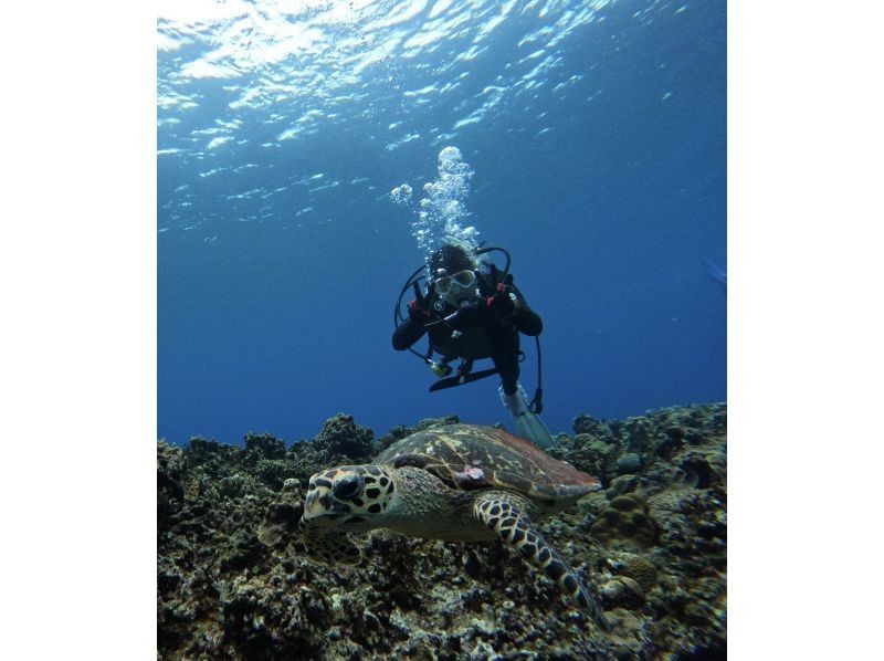 沖縄ダイビングサービス潜水屋 のギャラリー